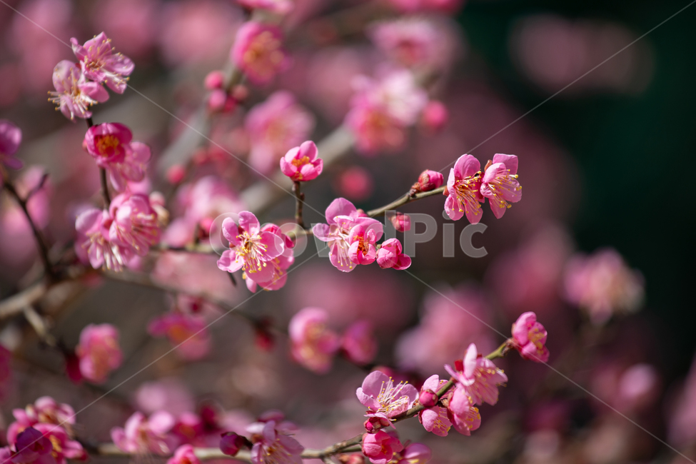 홍매화,봄,매화,꽃,가지,만개,핑크,꽃잎,분홍,식물,스냅,감성,일상,plant,flower,spring,풍경배경,배경,꽃배경,식물,자연,plants,nature,꽃,flower