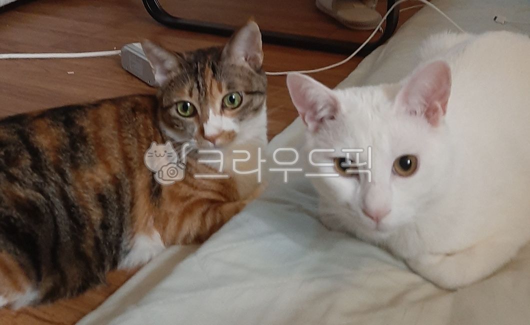 애완동물,cat,고양이,고양이짤,고양이추천