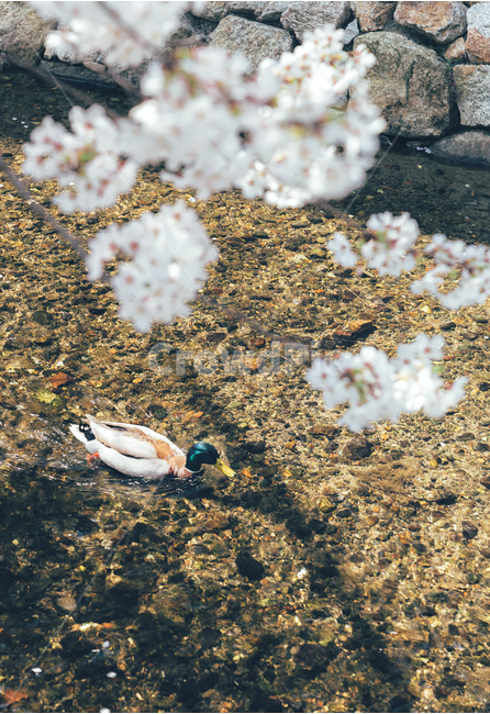 동물,오리,청둥오리,꽃,벚꽃,시냇가,animal,duck,mallard,cherryblossoms,flower,봄,spring,봄,계절,spring,season,식물,자연,plants,nature,꽃,flower,동물,animal,곤충,벌레,insect,bug,감성,sensible,feeling,휴식,힐링,rest,relaxation,healing,ground,바닥