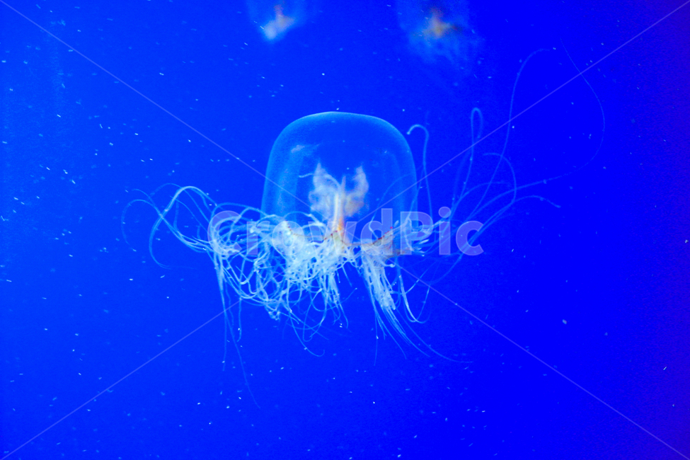 해파리,바다생물,바다,수족관,sea,jellyfish,동물,animal
