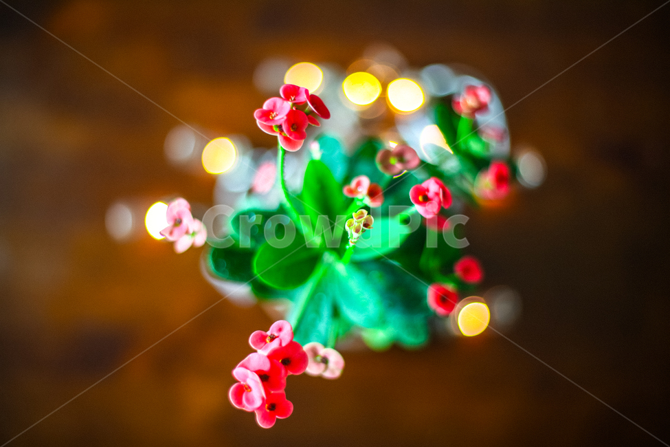 꽃기린,화초,꽃,장식,flower,감성