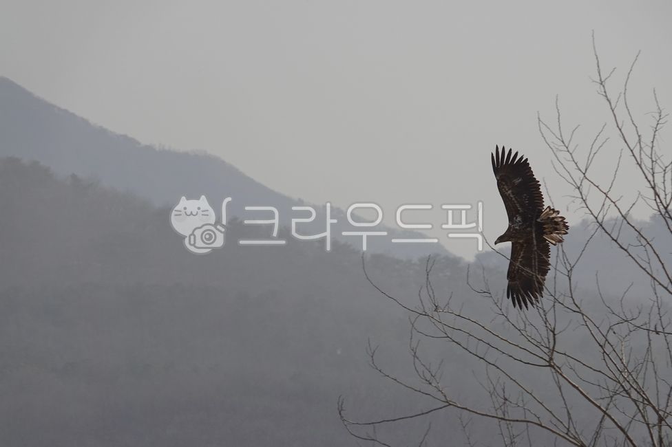 Eagle,Eagle Restaurant,Imjin River Ecological Park,Imjin River Eagle,Demilitarized Zone Eagle