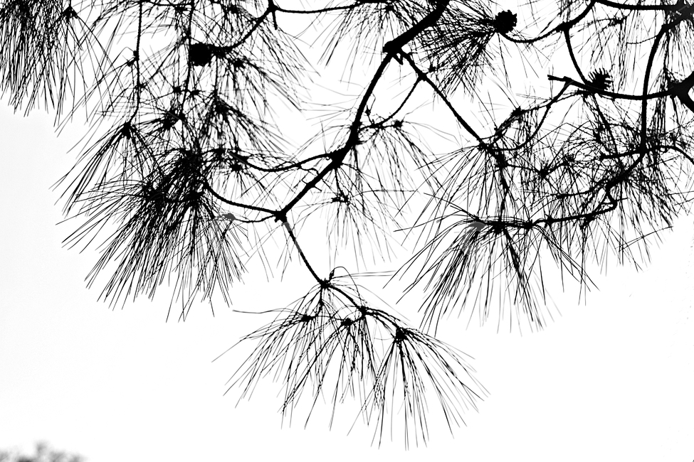 소나무,솔잎,빛,하늘,자연,배경,식물,자연,plants,nature,실루엣,그림자,silhouette,shadow