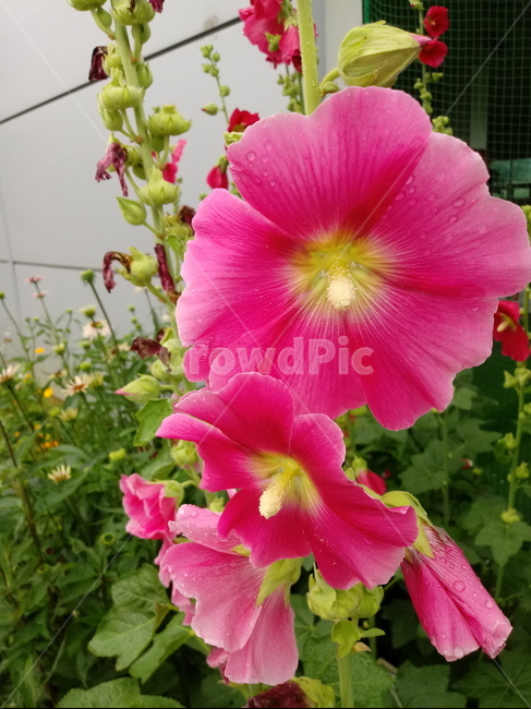 접시꽃,hollyhock,촉규화,덕두화,접중화,촉계화,단오금,황촉화,아욱과