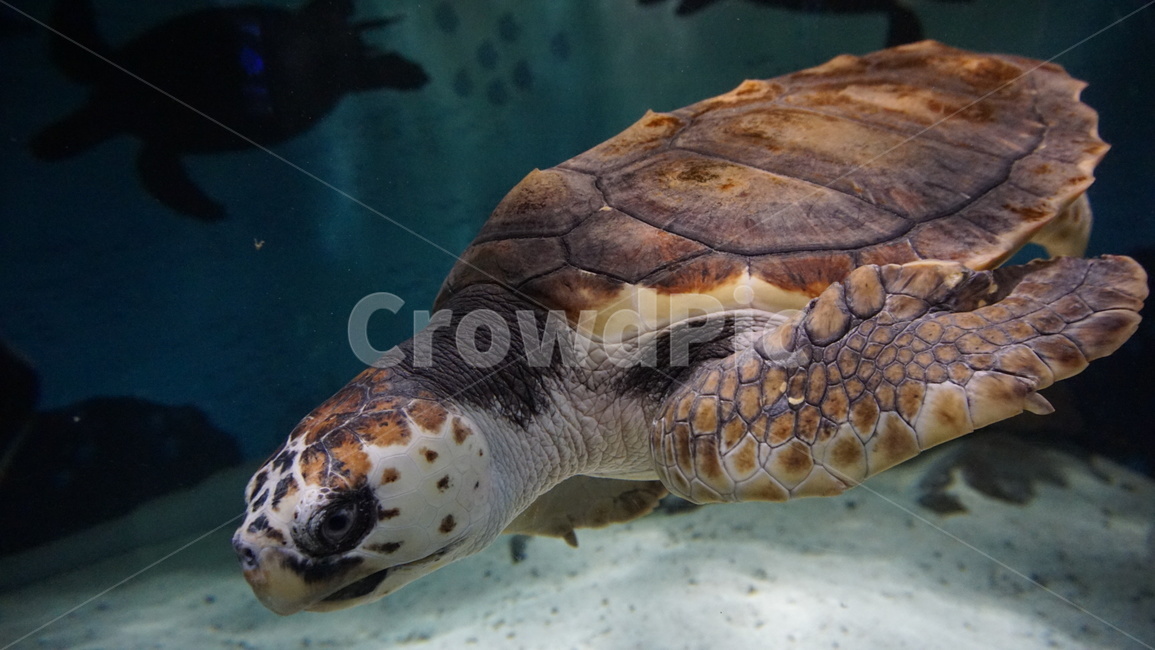 어류,수족관,동물,헤엄,수조,fish,아쿠아리움,거북이,turtle,동물,animal,파충류,양서류,reptile,amphibian