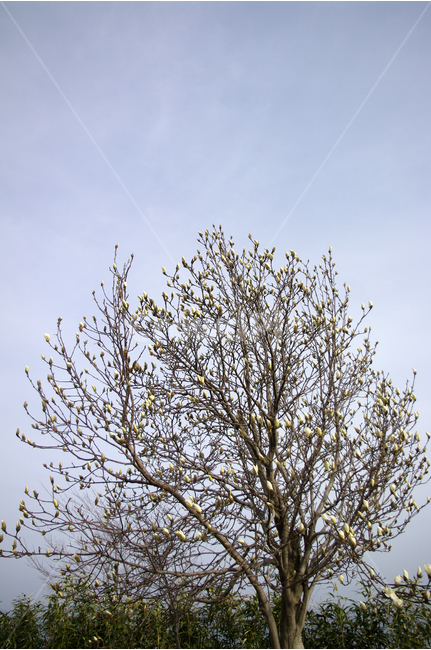 목련,나무,목련나무,꽃봉오리,봄,봄날,봄풍경,감성,spring,flower,풍경,식물,꽃,하얀,흰색,white,봄,계절,spring,season,식물,자연,plants,nature,나무,trees,wood