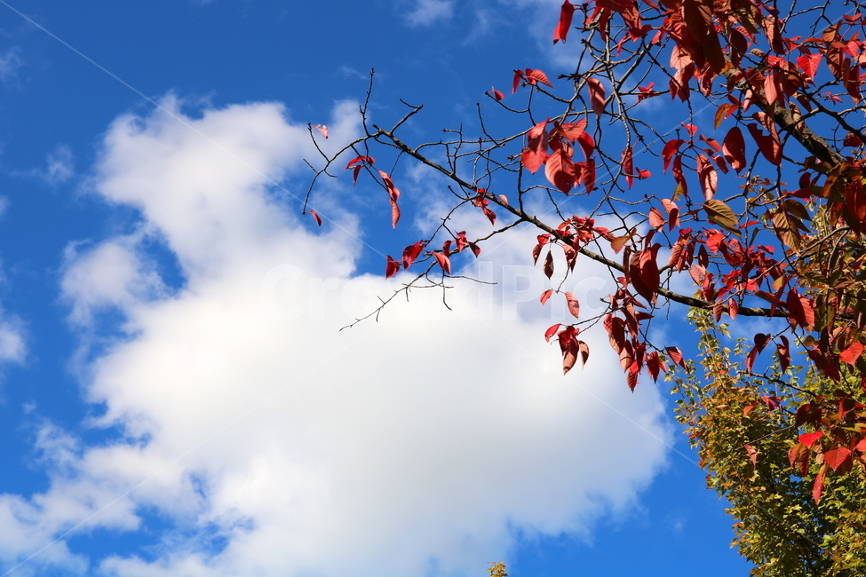 나무,단풍,식물,자연,풍경,가을,벚나무,하늘,가을,계절,fall,autumn,season,자연,풍경,nature,landscape,leaf,잎,plant