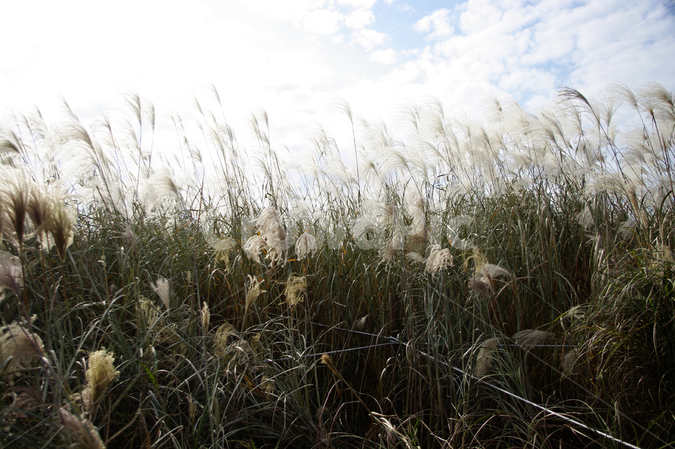 가을,억새,자연,nature,plant,식물,하늘,구름,자연,풍경,nature,landscape,grass,잔디,lawn,reed,갈대