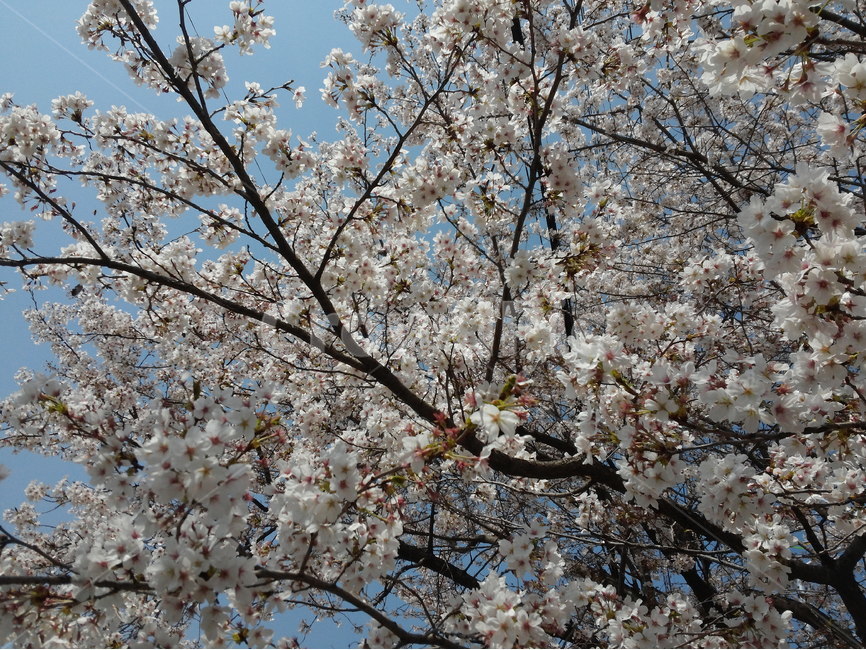 봄,벗꽃,가로수,하늘,싱그러움,꽃,만개,나무,봄,계절,spring,season,식물,자연,plants,nature,꽃,flower,plant,blossom