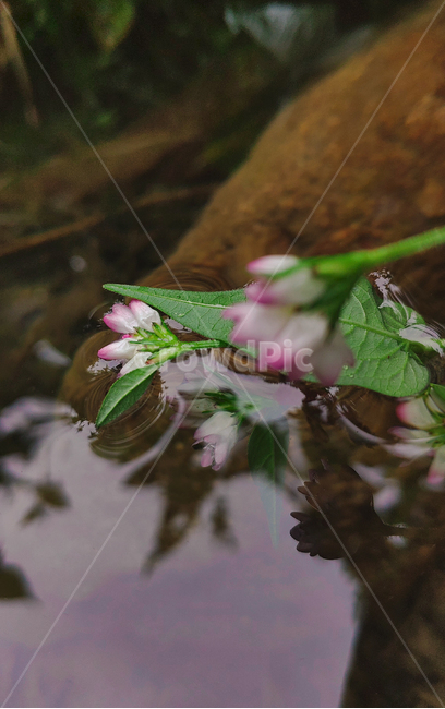 꽃,식물,plant,flower,연못,식물,자연,plants,nature