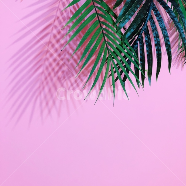 꽃,인테리어,카페,감성사진,식물,감성,식물,자연,plants,nature,색깔,색상,색채,색감,color sense,color sensitivity,feeling of color,인테리어,실내디자인,interior design