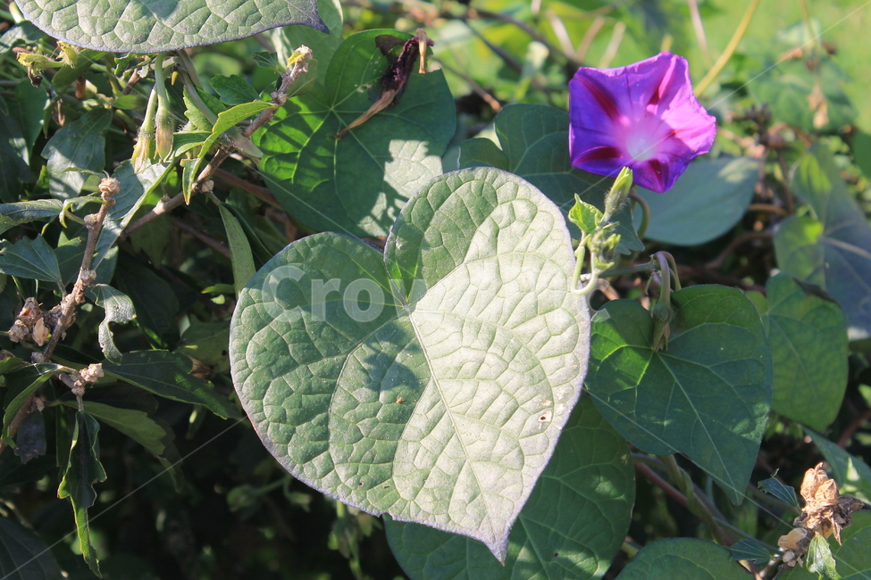 야생화,wildflower,가을,autumn,fall,blossom,geranium,제라늄,flower,꽃,plant,식물,식물,자연,plants,nature,꽃,flower