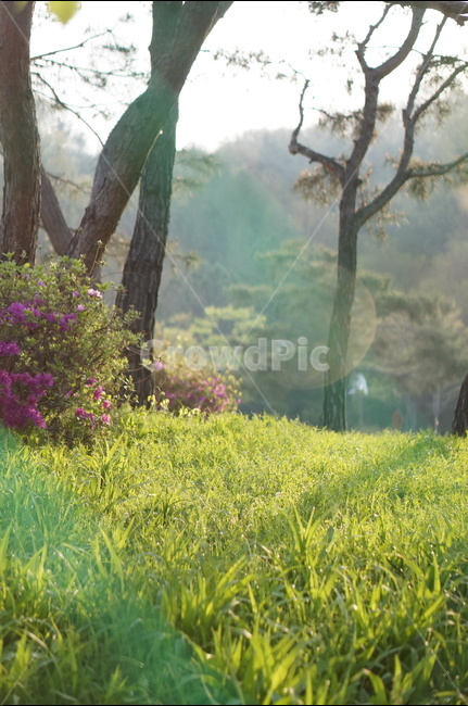 봄,아침,빛내림,빛비침,따스함,나무,자연,풍경,nature,landscape,식물,plants,나무,trees,wood,휴식,힐링,rest,relaxation,healing,field,들,grassland,목초지,outdoors,옥외
