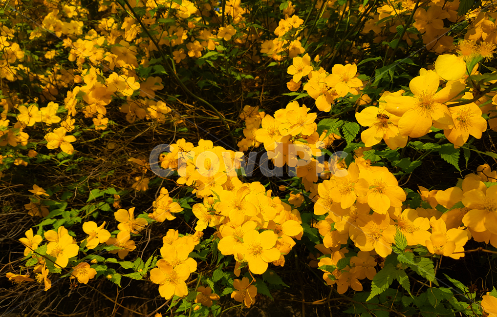 꽃,봄,식물,나무,잎,flower,landscape,scenery,scene,view,sight,tree,plant,자연,nature,spring,노랑,yellow,leaf