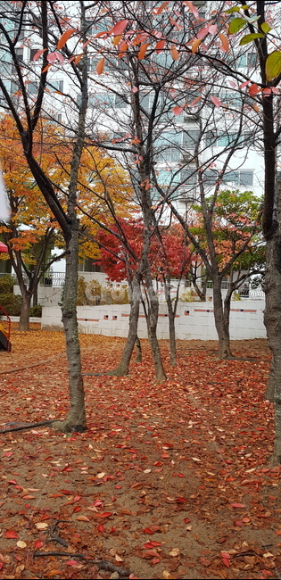 단풍,낙엽,가을,나무,외로움,가을,계절,fall,autumn,season,tree,plant,식물,tree trunk,나무 줄기