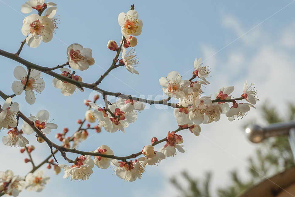 매화,매실나무,봄꽃,식물,꽃,flower,흰색,봄,계절,spring,season,식물,자연,plants,nature,꽃,flower,plant,blossom