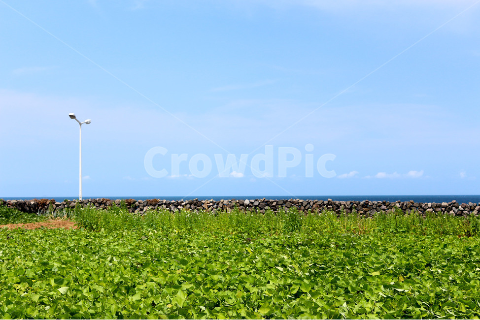 제주도,자연,풍경,하늘,밭,청정,감성,식물,파란색,자연,풍경,nature,landscape,제주도,jeju,jeju island,architecture,건축물,building,건물,tower,탑