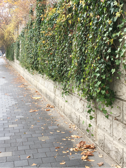 거리,street,보도블럭,sidewalkblock,보도,walkway,sidewalk,풍경,scenery,나무,tree,낙엽,deciduous,생활,life,식물,plant,바닥,ground