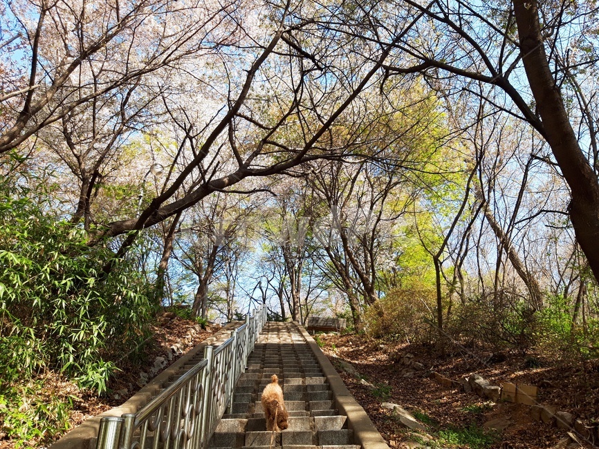 강아지,몽환적인,봄산책,편안함,나무