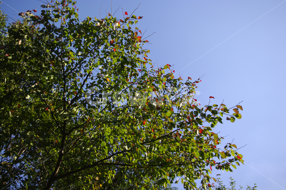 나무,단풍,잎,하늘,가을,식물,자연,plants,nature,나무,trees,wood