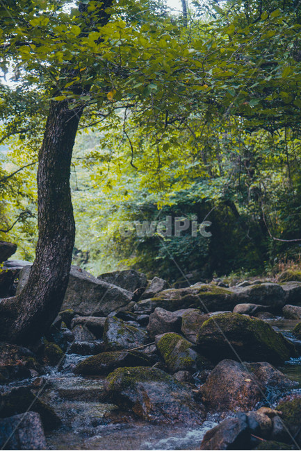 계곡,물,돌,바위,이끼,나무,초록,green,여름,여름,계절,summer,season,자연,풍경,nature,landscape,plant,식물,tree