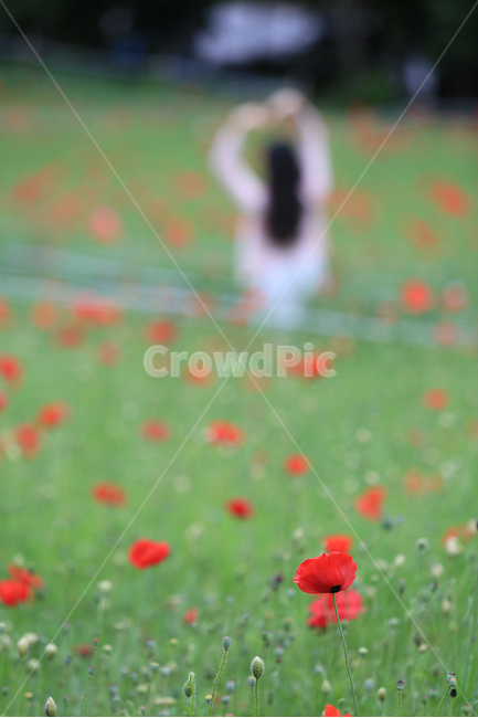 꽃,꽃양귀비,양귀비,들꽃마루,flower,fieldpoppy,빨강꽃,식물,자연,plants,nature,꽃,flower,사람,인물,인간,human,person,여성,여자,woman,female,lady
