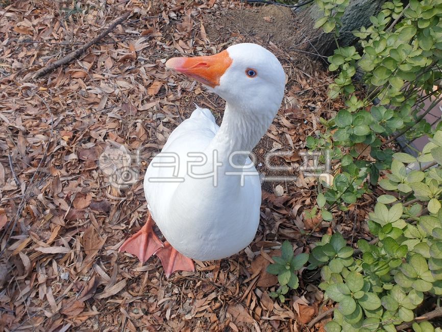 거위,goose,귀여운,새,animal,흰색,동물,부리,bird,물새