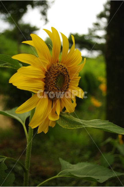 해바라기,꽃,식물,flower,color,nature,자연,식물,자연,plants,nature,꽃,flower
