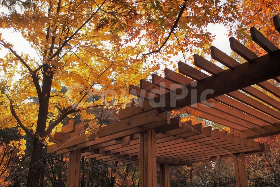 은행나무,휴식,공원,가을,단풍,은행잎,쉼터,포근한,가을,계절,fall,autumn,season,식물,자연,plants,nature,나무,trees,wood,porch,현관,leaf,잎,plant,patio,안마당