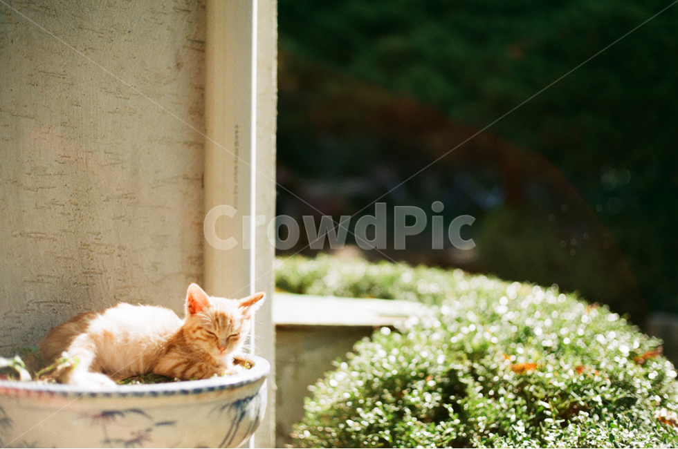 고양이,낮잠,길냥이,귀여움,새끼고양이