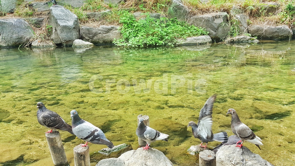 비들기,물,바위,돌,초록,식물,시냇물,새,조류,하천,강,자연,생태,bird,river,nature,water,birds,dove,pigeon