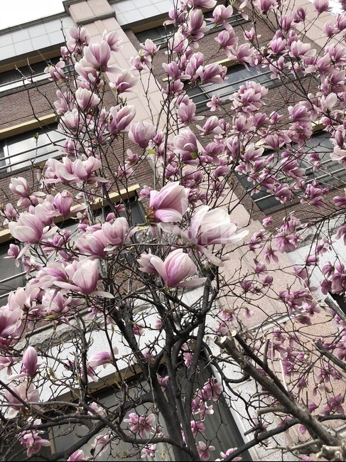 목련,magnolia,나무,tree,분홍,핑크,학교,꽃,pink,school,flower,식물,자연,plants,nature,꽃,flower