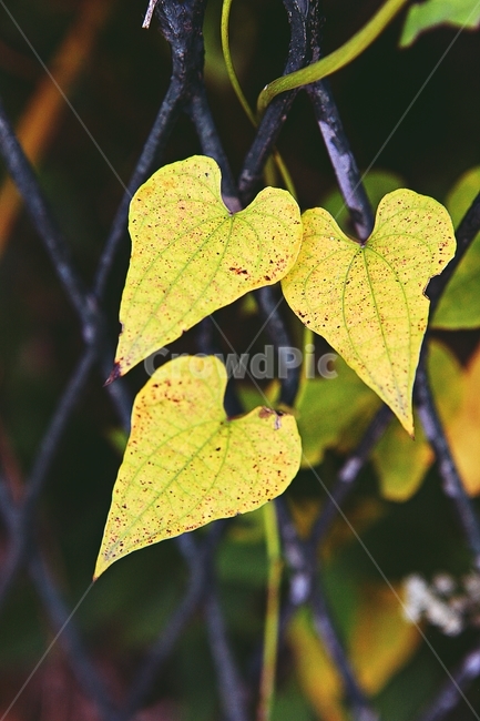 단풍,낙엽,나무잎,잎,식물,자연,계절,색상,색감,색,가을,계절,fall,autumn,season,식물,자연,plants,nature,veins,정맥,leaf,plant