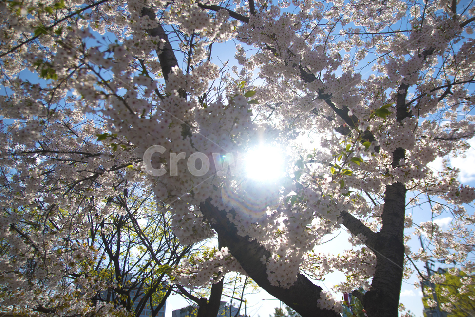 봄,꽃,벚꽃,봄꽃,하늘,봄,계절,spring,season,식물,자연,plants,nature,꽃,flower,plant,blossom,cherry blossom