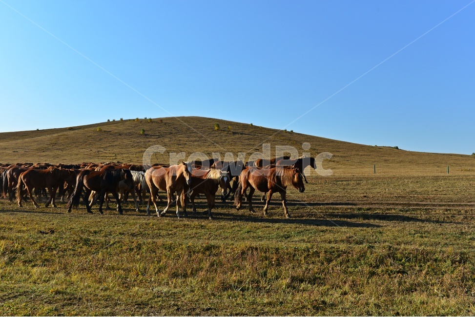 grassland,목초지,field,들,cattle,가축,animal,동물,flock,대군,mammal,포유류,sheep,scenery,풍경,outdoors,옥외,nature,자연,landscape,경치,중국,몽고,패상,패상가을,말,말떼,목축업,목장,livestock farming,ranching,pasture