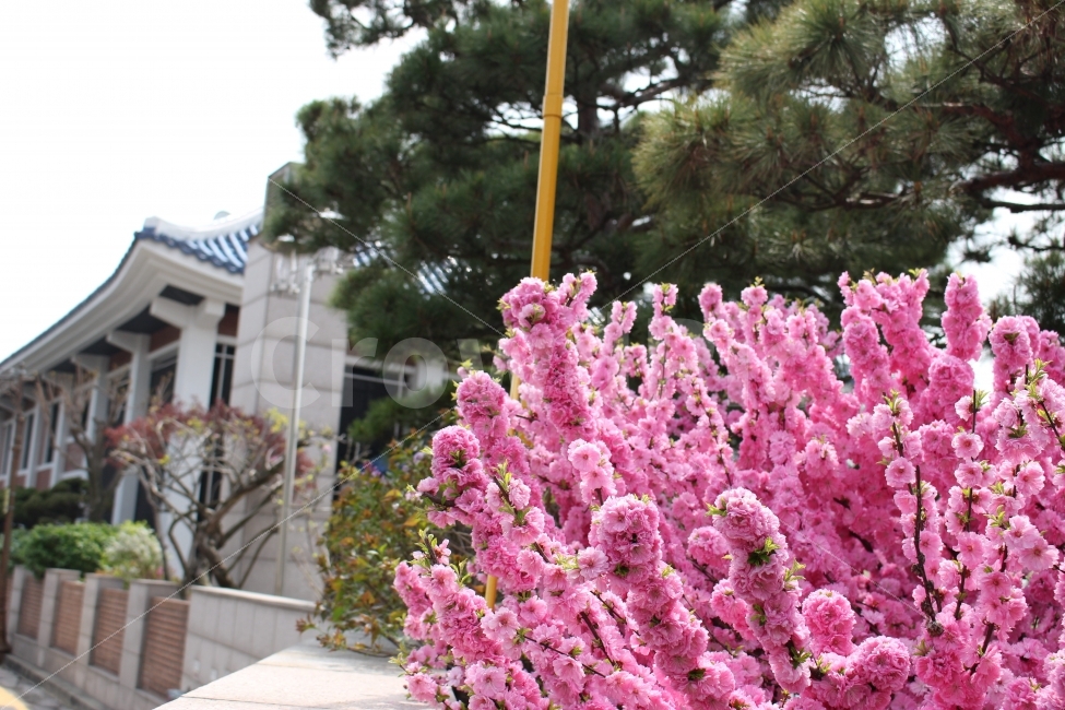 북촌,한옥마을,한옥,삼청동,종로,서울,꽃,봄,식물,자연,plants,nature,꽃,flower