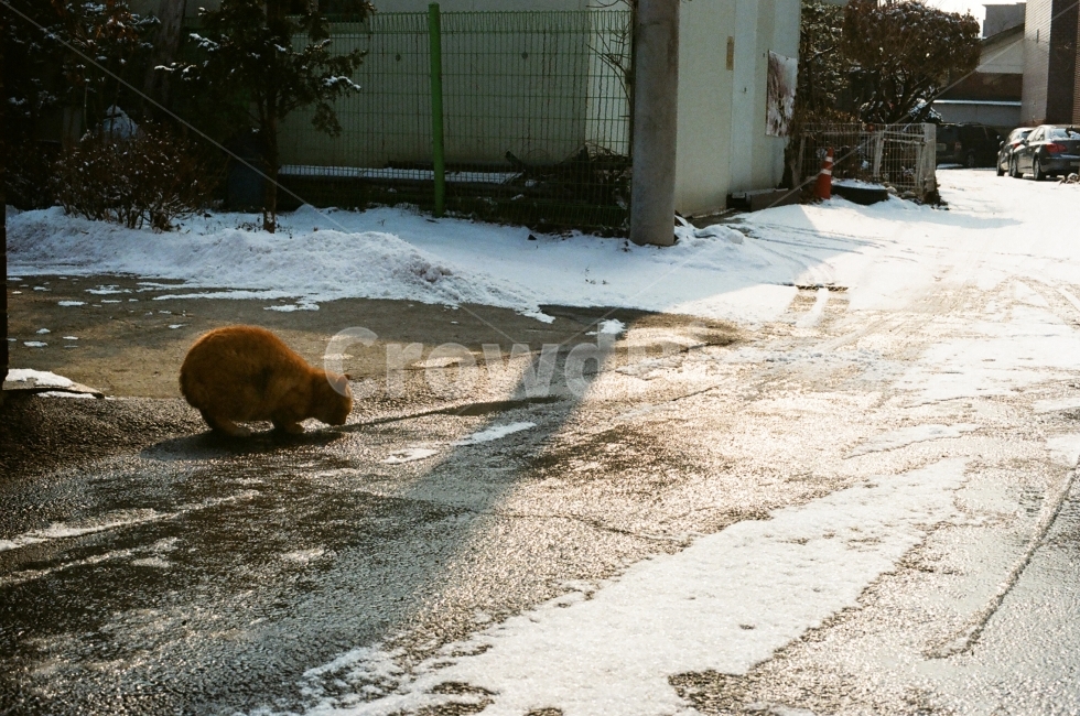 길고양이,고양이,도둑고양이,동네,길,고냥이,필름,겨울,겨울고양이,겨울,계절,winter,season,동물,animal,포유류,mammal,고양이,cat,kitten,kitty