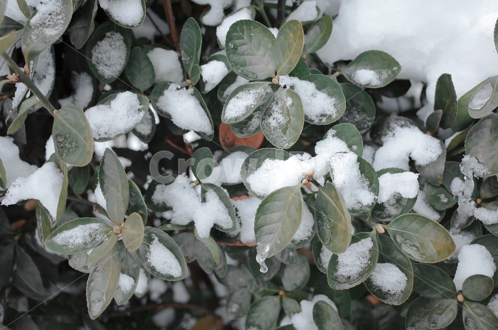 겨울,winter,눈,첫눈,snow,낙엽,나뭇잎,나무,얼음,ice,frozen,겨울,계절,winter,season