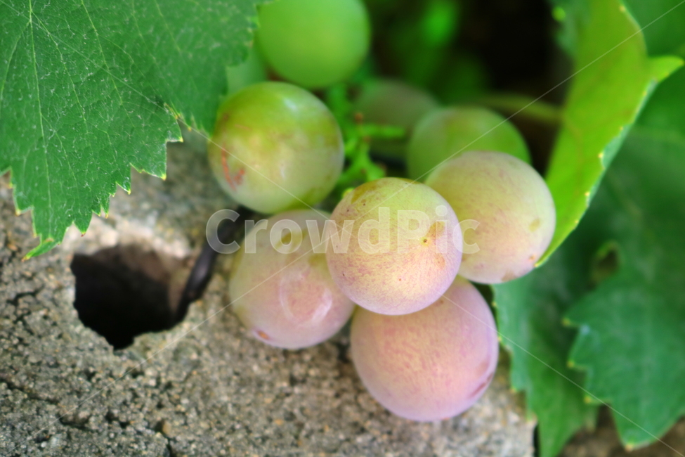 포도,나무,포도나무,식물,열매,과일,과일나무,자연,식물,자연,plants,nature,과일,열매,fruit