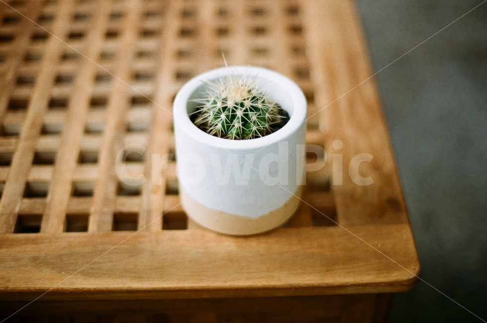 선인장,카페,나무,테이블,화분,필름사진,감성사진,만남,대화,이야기,기억,추억,cactus,cafe,wood,table,pot,film,filmphoto,sensitive,meet,story,memory,식물,자연,plants,nature,감성,sensible,feeling