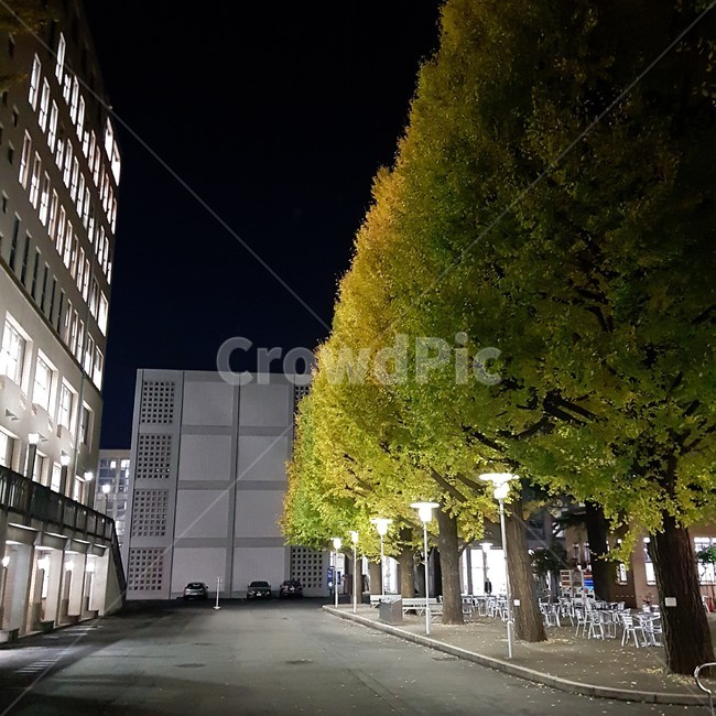 어반,night,autumnleaves,은행나무,노란색,밤
