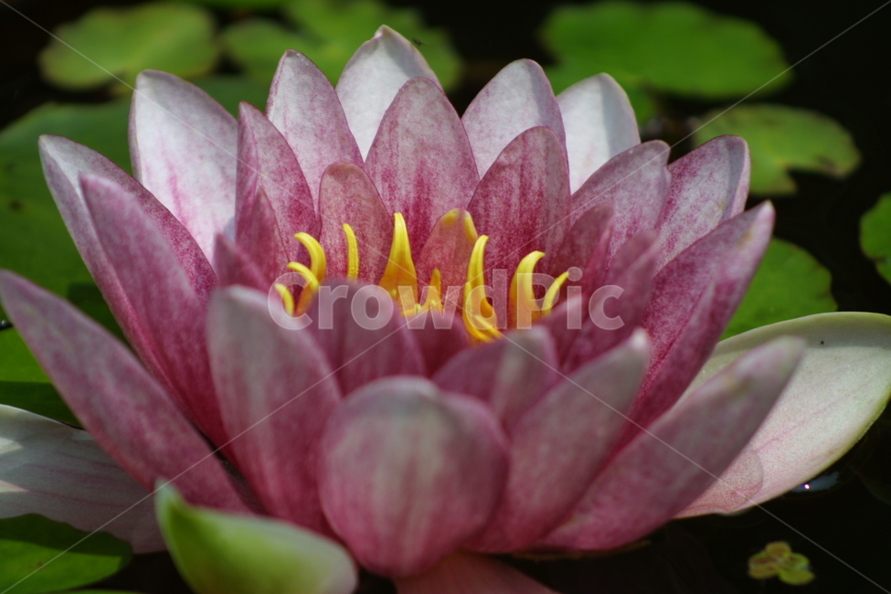 plant,식물,flower,꽃,blossom,식물,자연,plants,nature,꽃,flower