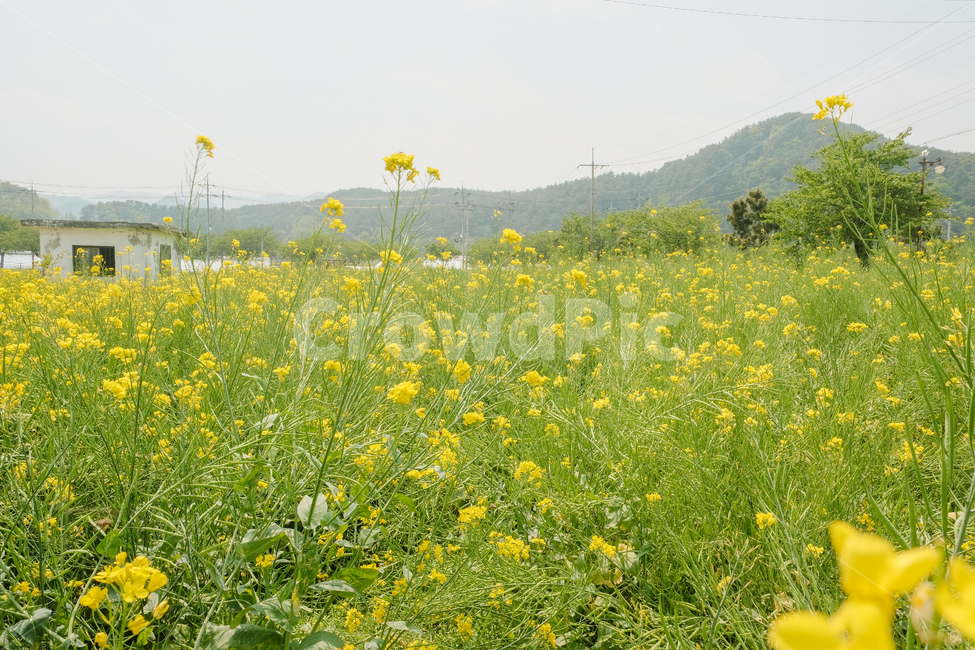spring,spring flowers,natural scenery,plant,rape flower,season,Emotional photo