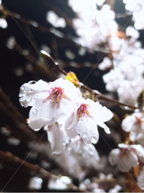 벚꽃,밤벚꽃,봄,벚나무,이슬,봄,계절,spring,season,야경,밤,풍경,nightscape,night,landscape,식물,자연,plants,nature,꽃,flower,plant,blossom