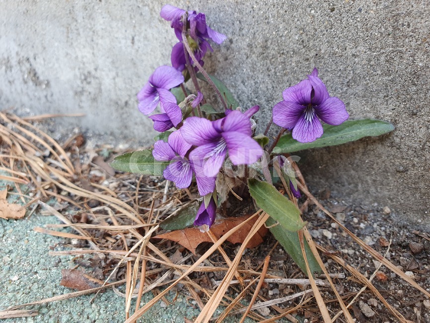 꽃,flower,제비꽃,보라색,담벼락