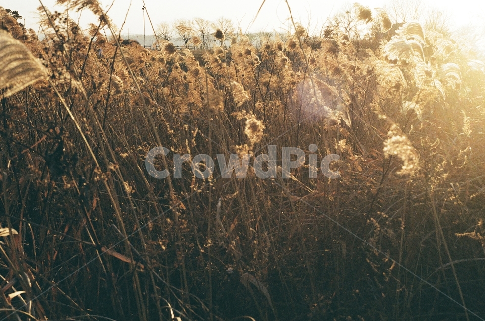 하늘공원,억새,노을,자연,필름사진,아날로그,빈티지,park,sunset,grass,film,analog,vinatge,가을,계절,fall,autumn,season,자연,풍경,nature,landscape,plant,식물,잔디,lawn,reed,갈대