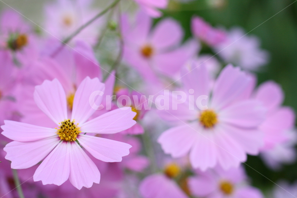 코스모스,꽃,가을,자연,식물,autumn,cosmos,fall,season,plants,nature,flower,계절,야생화,야생,생태,감정,감성,sensible,feeling,emotion,하늘,풍경,접사,가을,계절,fall,autumn,season,식물,자연,plants,nature,꽃,flower,plant