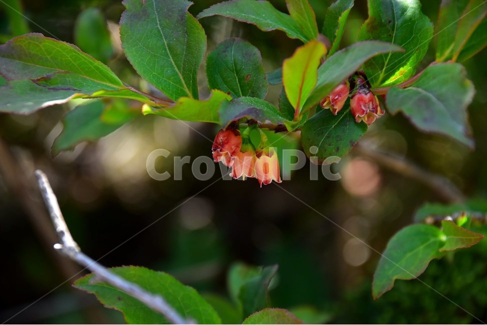 산앵도나무,야생화,꽃,식물,자연,생태,플라워,flower,plants,nature,식물,자연,plants,nature,꽃,flower