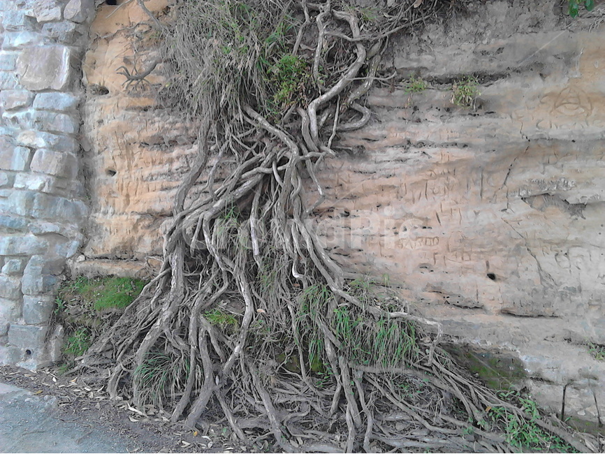 바닷가나무,뿌리,오래된나무,언덕,절벽,나무,덩굴식물,혼돈,식물,자연,plants,nature