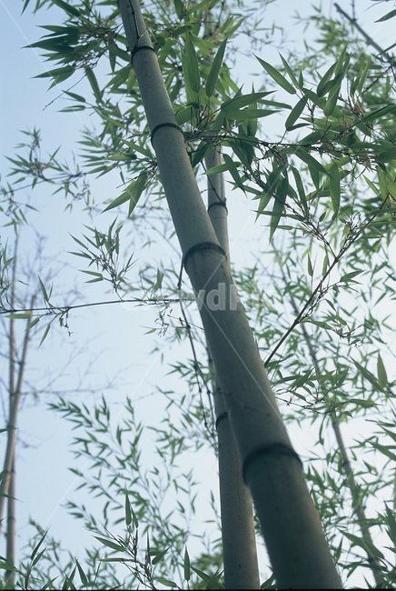 자연,풍경,감성사진,필름,필름사진,대나무,대나무숲,식물,자연,plants,nature,나무,trees,wood